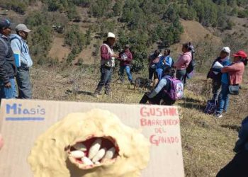 Activan estrategia contra plaga del gusano barrenador